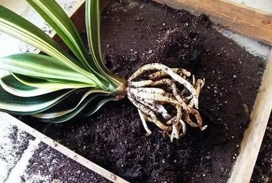 怎样让换盆君子兰快速服盆,给君子兰换盆要注意些什么