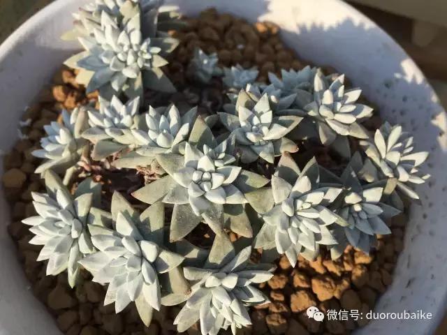 一入肉坑深似海下一句,一入肉坑深似海