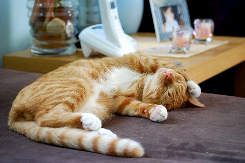 猫咪咬了除蚤项圈,猫咪除跳蚤项圈用法