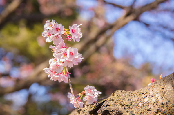 樱花烂漫几多时完整版,日本樱花节赏樱攻略视频大全