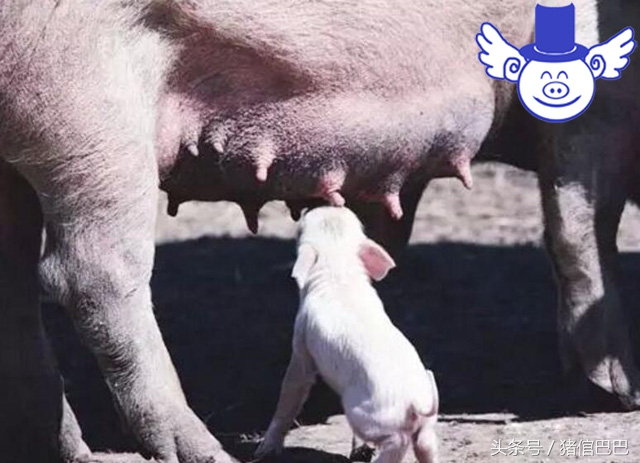 母猪乳房炎怎么引起的,母猪乳房炎最佳治疗方案