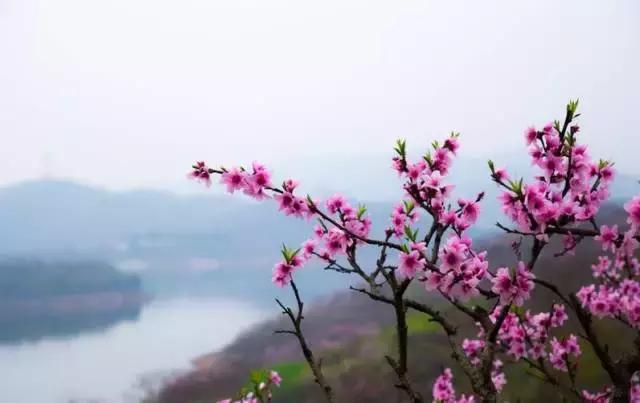 清明只放一天假,清明三天小假期