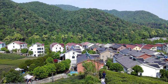 西湖龙井茶为何如此有名,乾龙西湖龙井真假