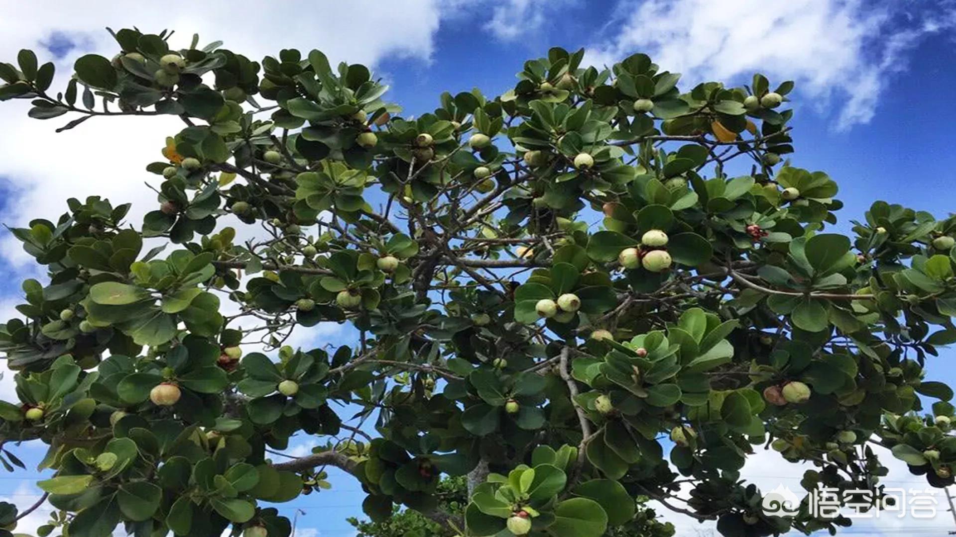 山竹为什么很贵科普,山竹口感作用