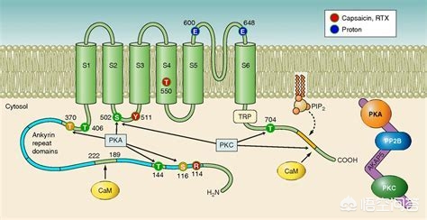 发烧为什么会使食欲下降,发烧时为什么失去味觉