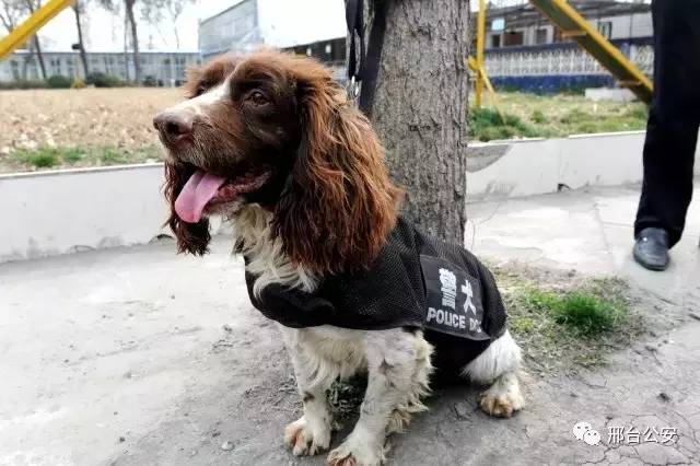 警察10秒勇擒逃犯,警察10秒钟擒获毒贩