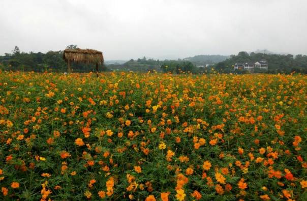 重庆巴南区哪里发展得好,重庆巴南区都有哪些地方