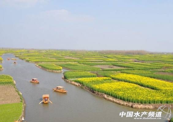 鱼儿得了白毛病怎么治疗,鱼儿身上长白点怎么办