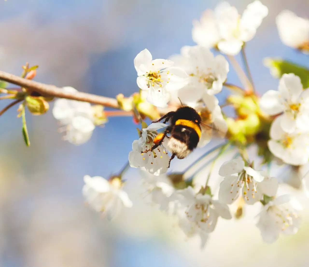 鏄ョ敯鑺辫姳鏃ュ父,鏄ョ敯鑺辫姳鑻辫