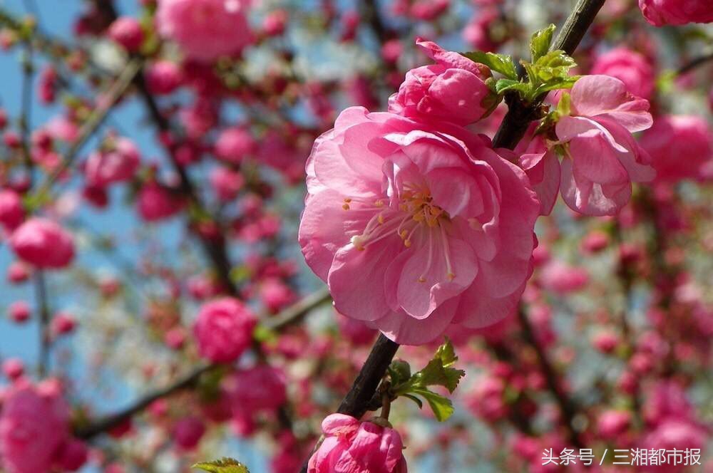 赏花后皮肤会过敏吗,踏青赏花正当时花粉过敏怎么办