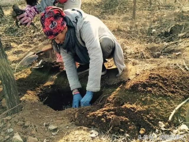 路上遇到被撞死的小动物怎么处理,高速上看到被撞死的小动物怎么办