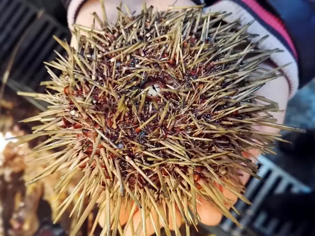 海胆营养丰富,海胆营养辅食有哪些做法