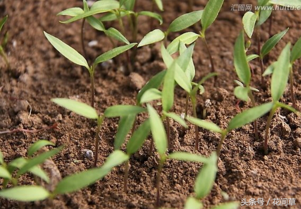 废物利用辣椒籽、发了芽的生姜别丢，几步让它变成阳台盆栽蔬菜
