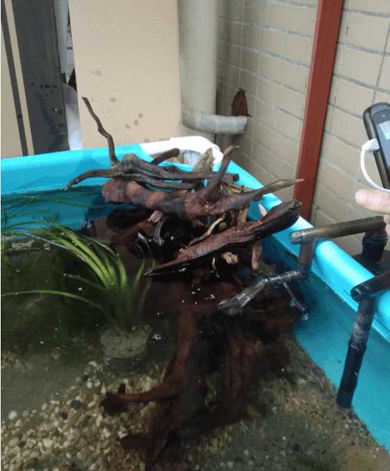 一个三米的鱼池需要多钱,一个观赏鱼池大概多少钱