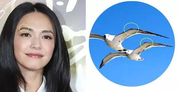 刘亦菲海鸥眉怎么修,刘亦菲的三个不同妆容