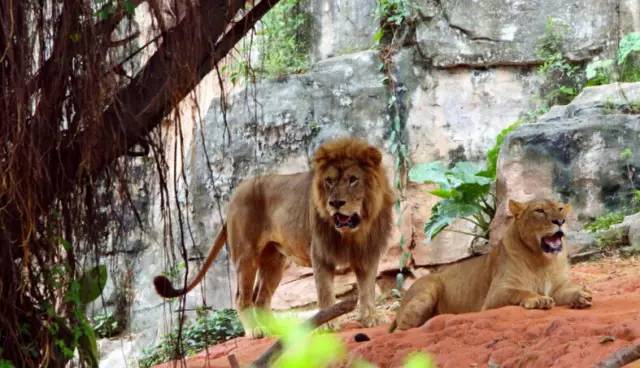 广州长隆野生动物园真实评价,广州长隆野生动物园讲解动物