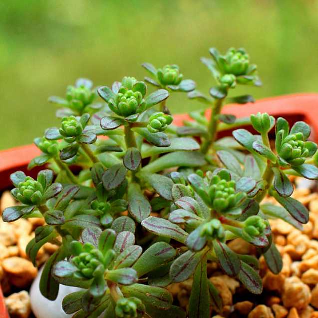 多肉防小人,多肉植物招小白虫怎么防治