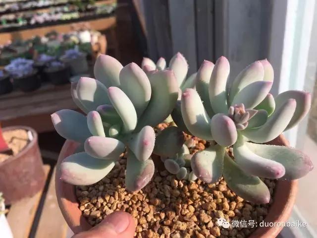 多肉为什么比较坑,多肉基础知识详解
