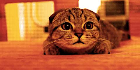 喝杯丧茶吧，反正不喝你也不会变轻