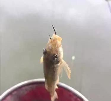 黑坑盛宴完整版,黑坑盛宴分解