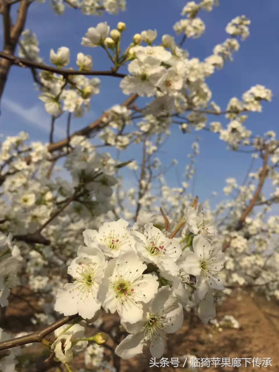 农村苹果花开，花香引来蜜蜂采蜜，景色胜似魔都樱花