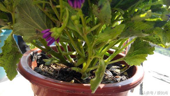 瓜叶菊怎么养才会爆盆视频,瓜叶菊见太阳晒蔫怎么办