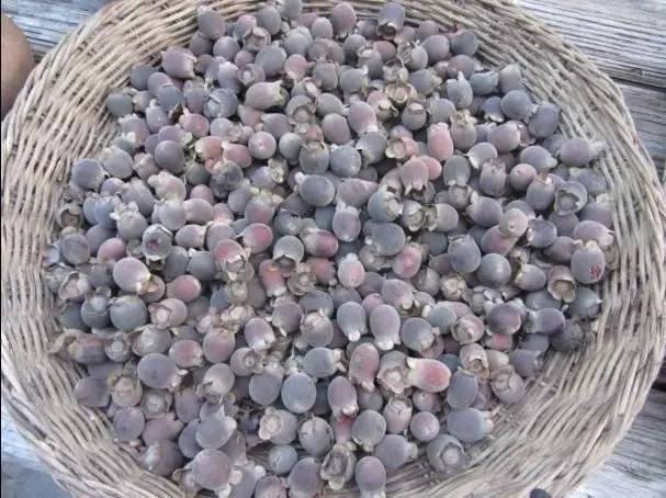 小时候山上的野果你还记得多少,还记得小时候这些野果吗