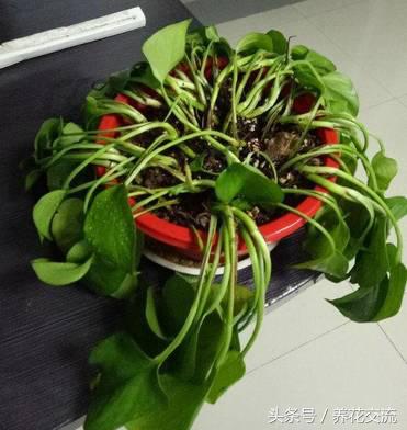 烂根的绿萝怎么补救,刚种绿萝烂根最好的处理方法