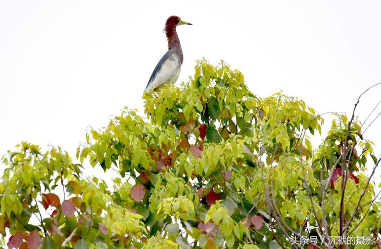 姹犻弓鎹曟崏,姹犻弓鎶撻奔寰堝帀瀹冲悧
