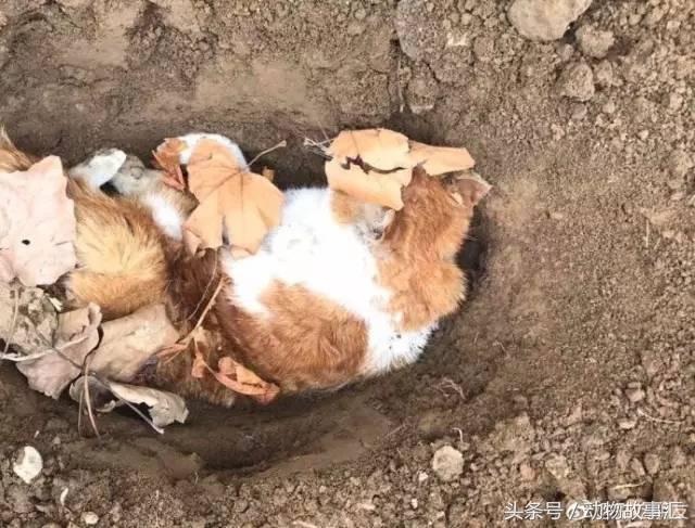 路上遇到被撞死的小动物怎么处理,高速上看到被撞死的小动物怎么办