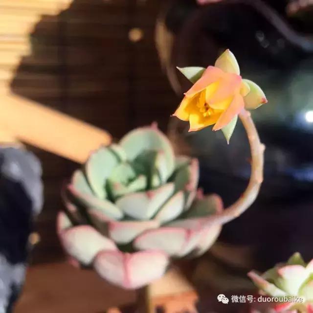 那些年我养过的多肉,这些年养过的花花草草