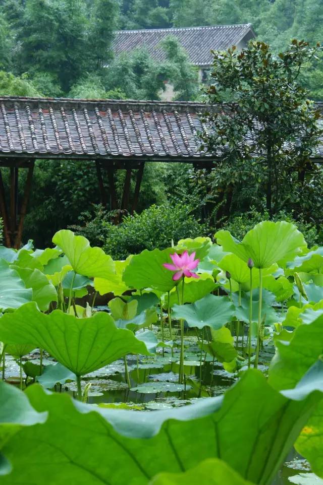 广州出发一小时去山里隐居,广州归隐山林的田园生活