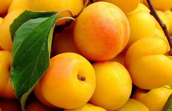 *疆新**优质水果大盘点,第四张你都没见过!