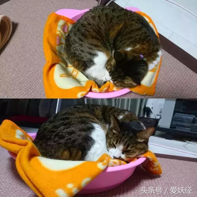 爱妖经｜开春了，来锅猫吧