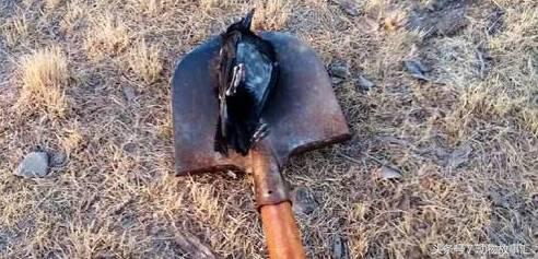 路上遇到被撞死的小动物怎么处理,高速上看到被撞死的小动物怎么办