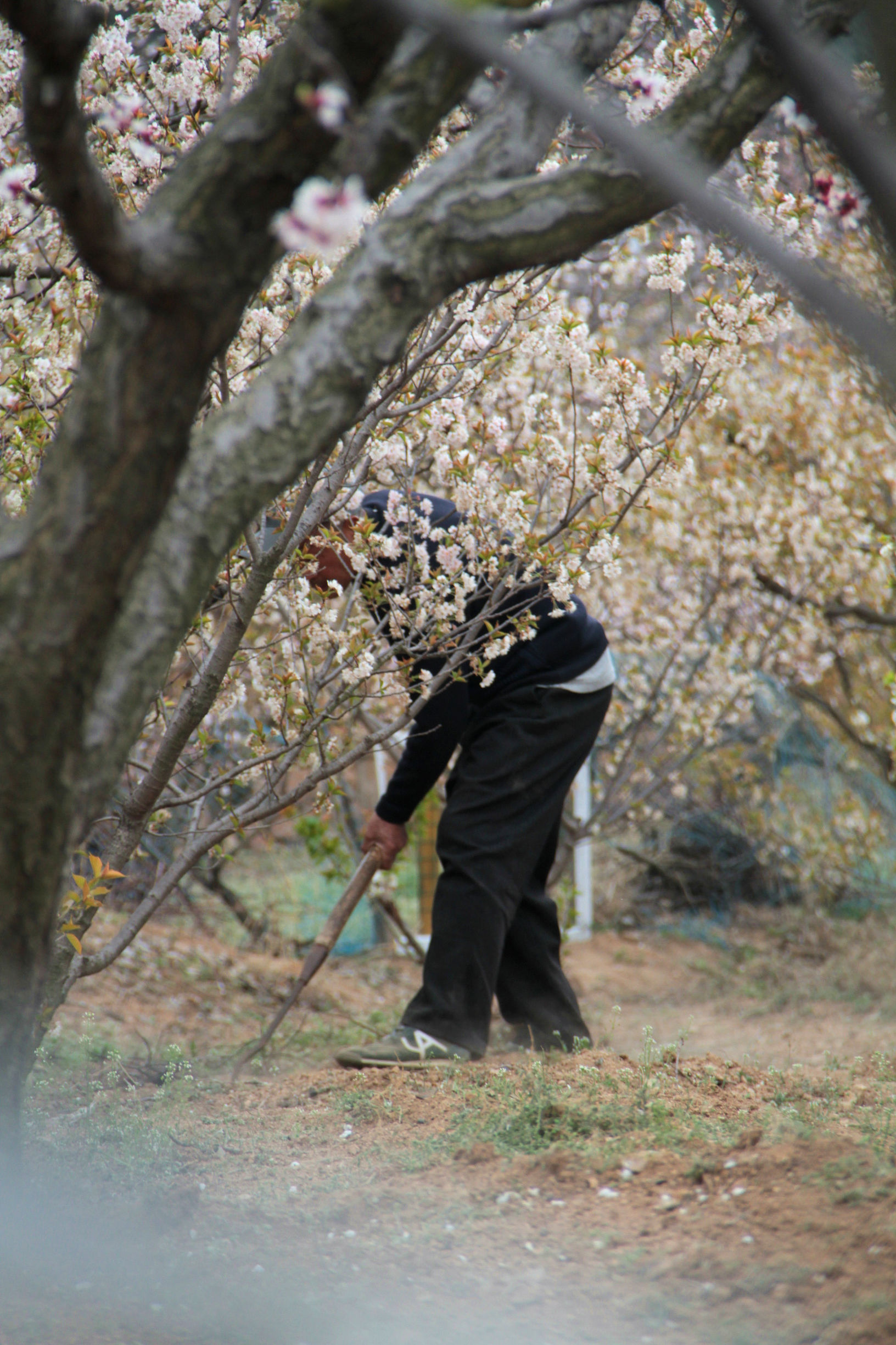 青岛华夏樱桃谷,青岛樱桃谷小道