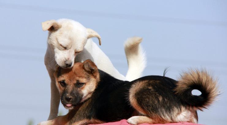 一九九四年属狗人的终身运程,狗人在2024年全年运程