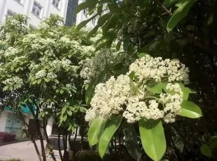 武汉大学新晋校花！不可描述的花香