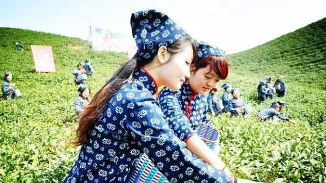 信阳师范学院更名为毛尖大学可好？