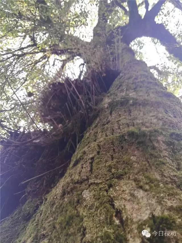 禄劝九龙石牛山原始森林,云南禄劝县团街镇卓干山原始森林
