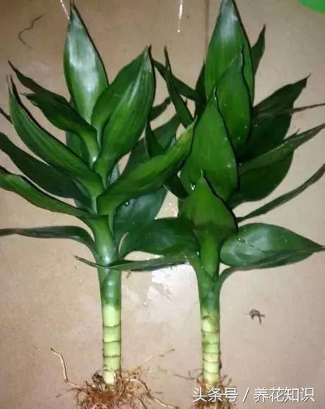 为啥刚买的富贵竹这么旺盛,买回来的富贵竹怎么养
