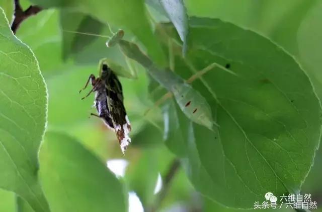 螳螂捕蝉的真正原因,螳螂捕蝉的过程