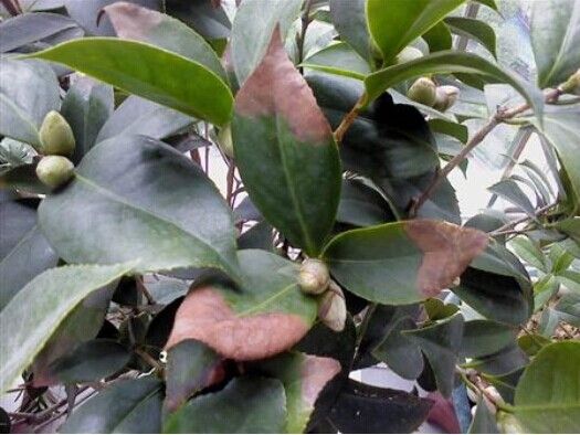 关于养花的“十大问题”,养花过程遇到的问题怎么解决