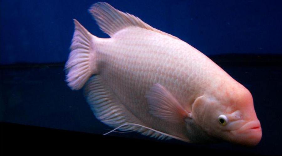 不良商家卖鱼添加有毒物品,无良奸商加工的恶心食品