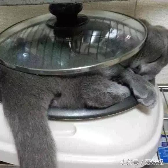 爱妖经｜开春了，来锅猫吧