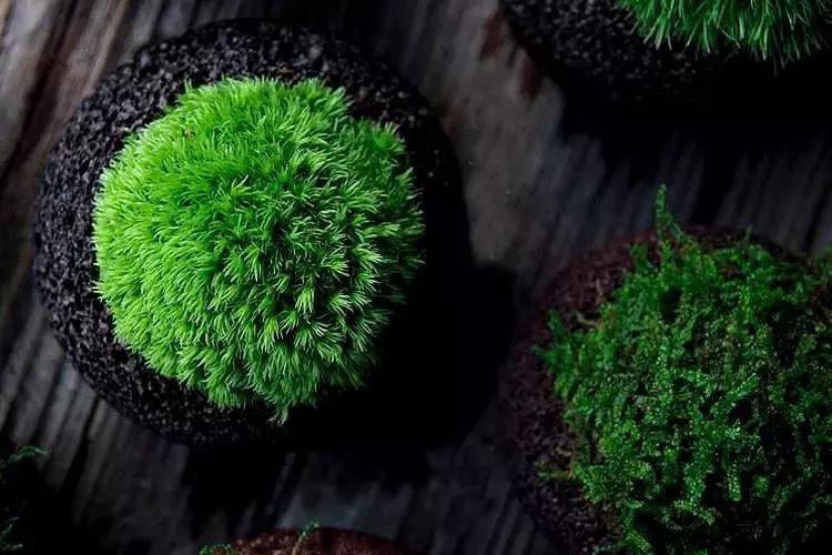 去除青苔的最好方法,去除青苔最有效的方法