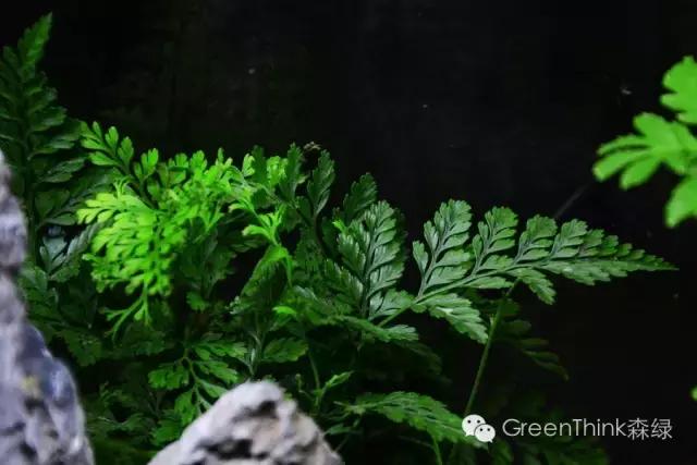 狼尾蕨造景方法,狼尾蕨的森林造景