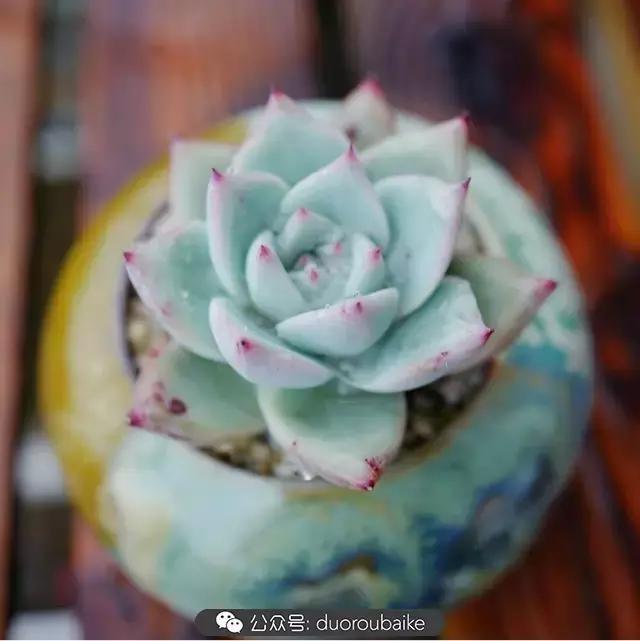 春雨多肉精品,包邮区的多肉