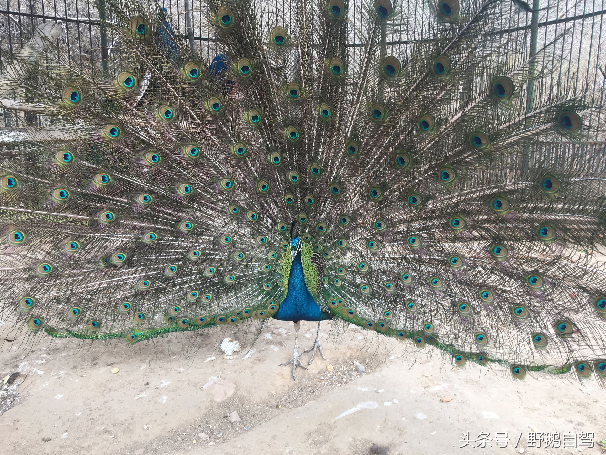 八达岭野生动物园野兽区,八达岭动物园自驾攻略大全