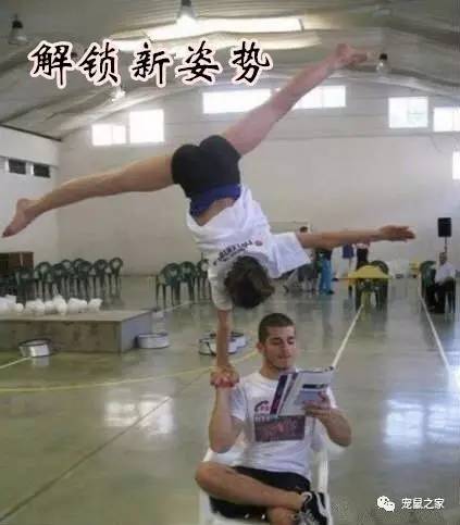 鸡不撒尿为什么喝水没事,天竺鼠几乎不喝水